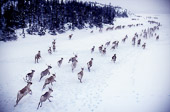 Nitassinan, Labrador, CANADA

Migrating caribou.