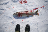 Jackson's Point, Ontario Canada. 

Ice fishing on Lake Simcoe; an 8 lb. Lake trout.