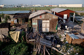 Matamoros, Mexico.

Life in the Colonia of Las Palmas:  Still without sewers and drainage at the time of this photography, Las Palmas residents live in what amounts to a mosquito infested swamp. Many raise pigs which run loose and forage from amongst the community's waste.