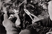 There is often a brutal edge to even the most tender of actions in Innu daily life, but here at least the brutality is linked to the necessities for survival. Here, Innu elder Matthew Penashue removes porcupine quills from the muzzle of his hunting dog.